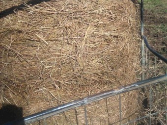 Improved Pasture & Herbs Silage 4x4 Rolls x 161