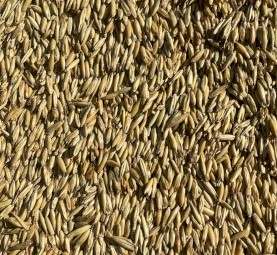 100mt Feed Oats