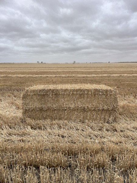 Barley Straw 575kg 8x4x3 Bales
