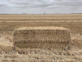 Barley Straw 575kg 8x4x3 Bales