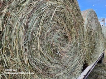Pasture Hay 4x4 Weed Free