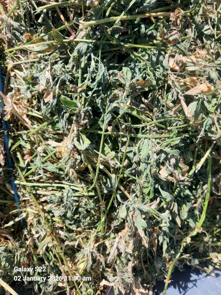 Lucerne Hay Small Squares Second Cut