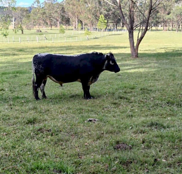 Speckle Park Purebred Bull,Registered
