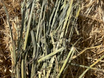 Oaten hay 