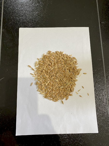 15mt Eurabbie Oat Seed