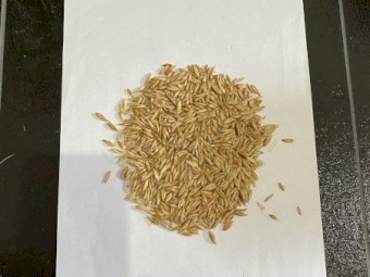 15mt Eurabbie Oat Seed