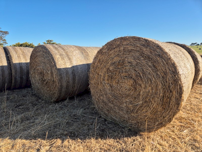 Barley hay
