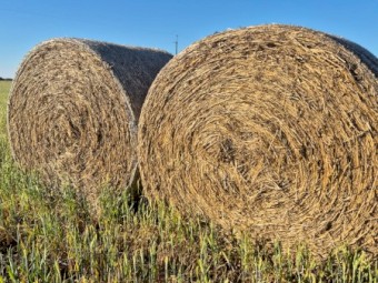Barley hay