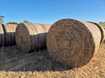 Barley hay