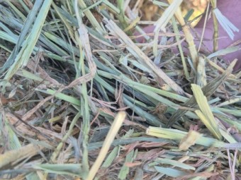 Barley hay