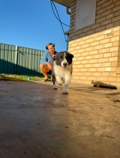 Puppies - Border Collie