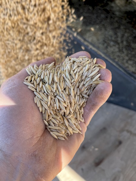 3 tonne Mulgara Hay Oat Seed