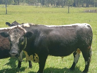Speckle Park Purebred Bull,Registered