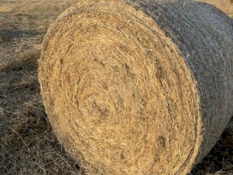 80 x SHEDDED  Pasture Hay 3' x 4' Round Bales