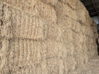 250mt Barley Lucerne Hay 685kg 8x4x3 Bales