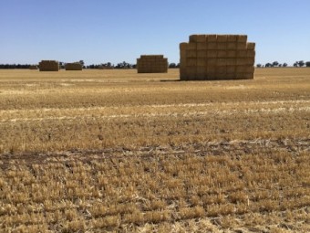 500mt Wheaten Straw 8x4x3 Bales