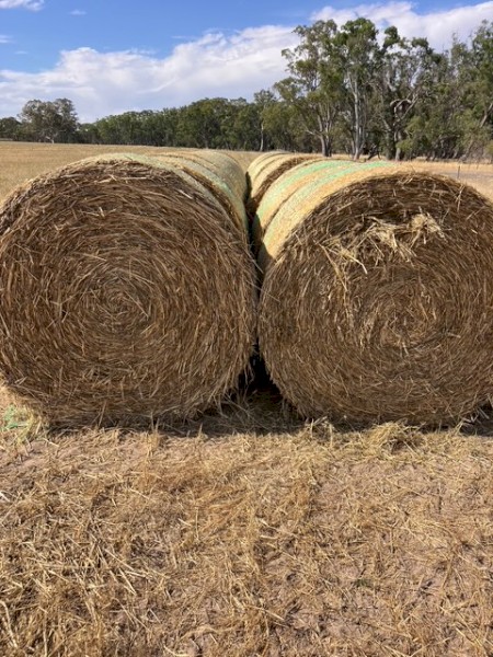50mt Barley/Wheaten Blend Cereal Hay 5x4 Rolls