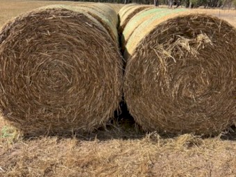 50mt Barley/Wheaten Blend Cereal Hay 5x4 Rolls