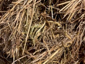 50mt Barley/Wheaten Blend Cereal Hay 5x4 Rolls