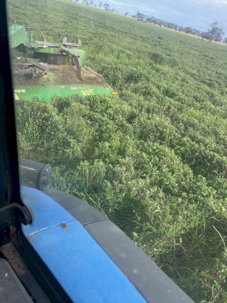200mt Benatas Vetch Hay 550kg 8x4x3 Bales