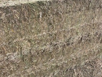 200mt Benatas Vetch Hay 550kg 8x4x3 Bales