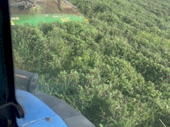 200mt Benatas Vetch Hay 550kg 8x4x3 Bales