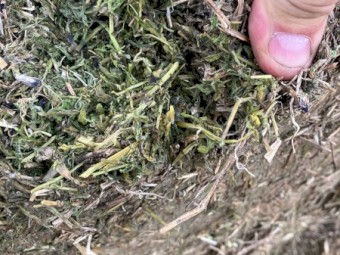 200mt Benatas Vetch Hay 550kg 8x4x3 Bales