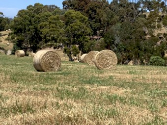 Clover and Ryegrass Hay 5x4 Round Bales