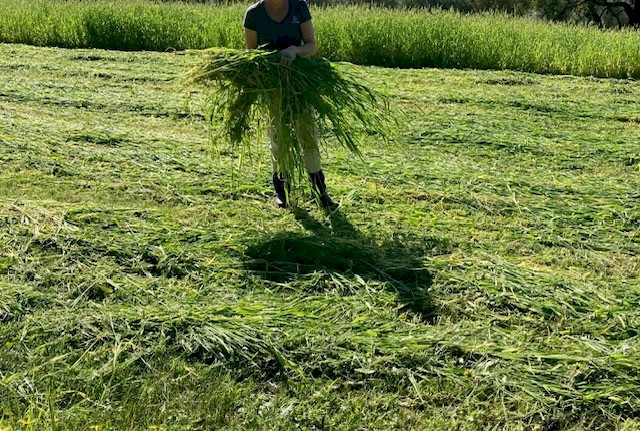 Forage Barley Silage Rolls x 49