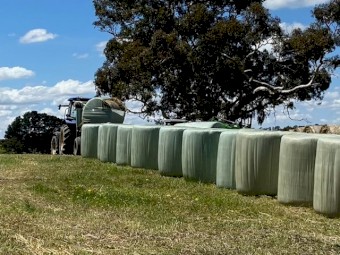 Forage Barley Silage Rolls x 49