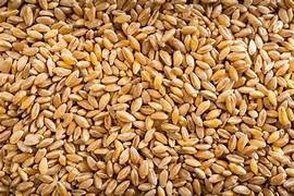 180T wheat