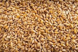 180T wheat