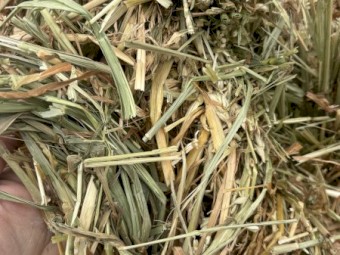 Wheaten Hay
