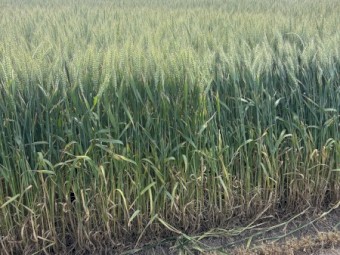 Wheaten Hay