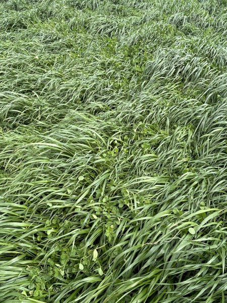 Ryegrass and Clover Hay 5x4 Rolls