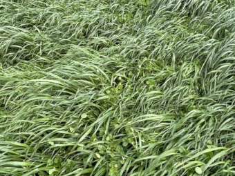 Ryegrass and Clover Hay 5x4 Rolls