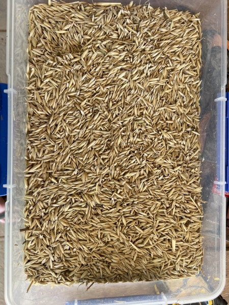 15MT Taipan grazing oats seed