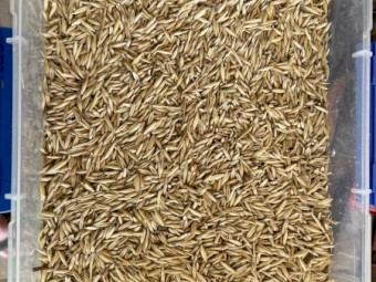 15MT Taipan grazing oats seed