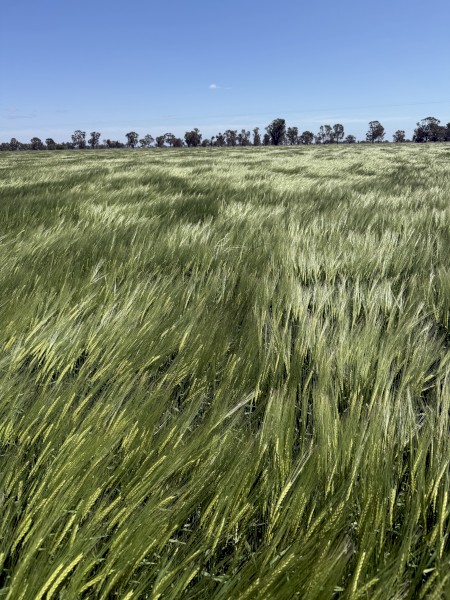 Newton grazing barley 