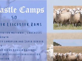 Border Leicester rams