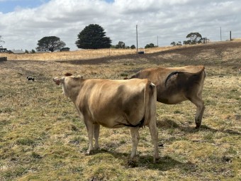 Rising 2yo Jersey Heifers for sale