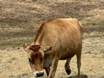 Rising 2yo Jersey Heifers for sale