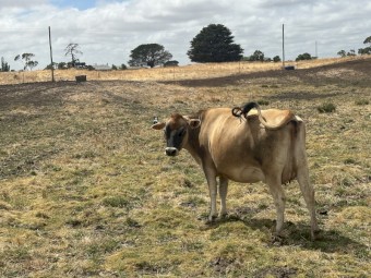 Rising 2yo Jersey Heifers for sale