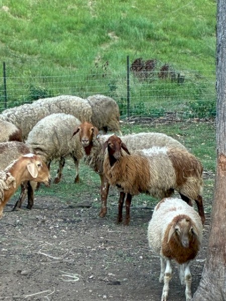 Awassi Fat Tail Sheep