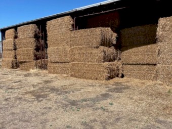 190T Vetch Hay (25/26 season) 650kg 8x4x3 Bales
