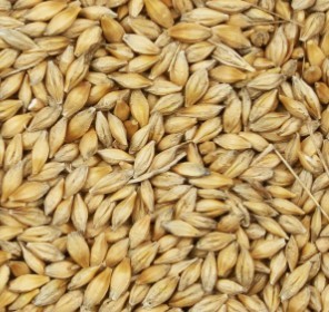 300mt Barley Grain