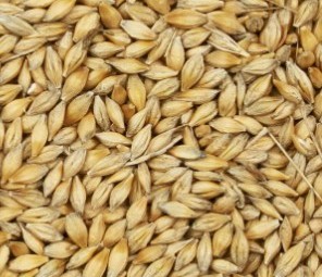 300mt Barley Grain