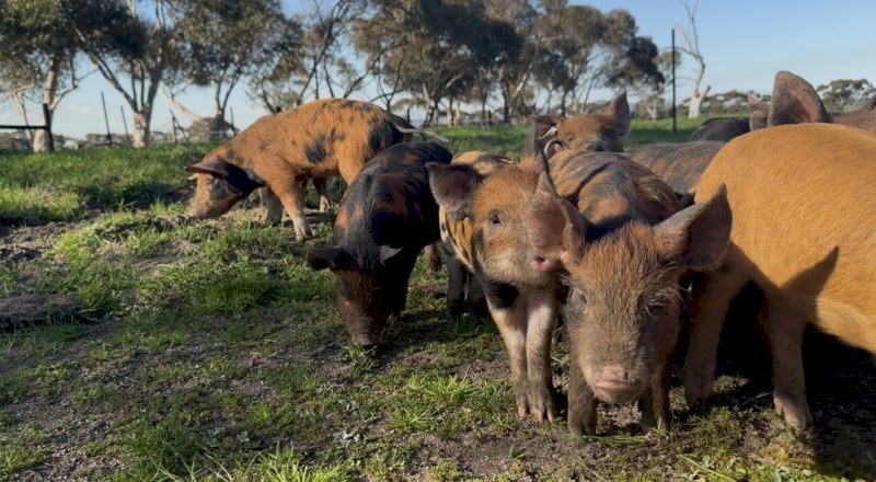 Spit Piglets x 33