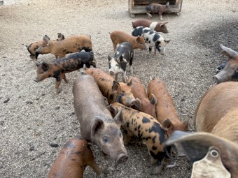 Spit Piglets x 33