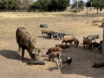 Spit Piglets x 33